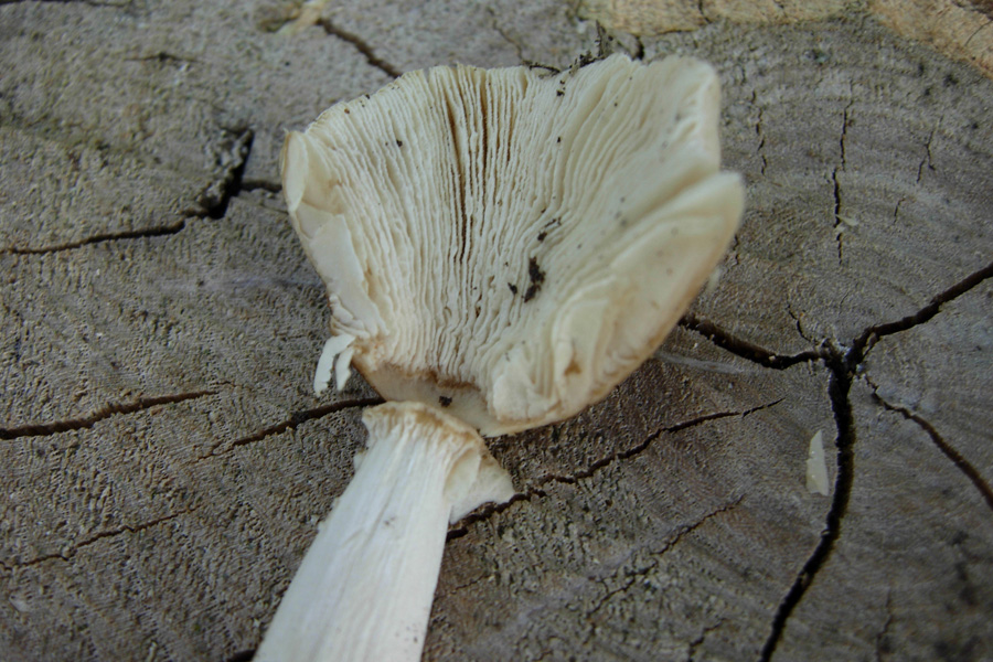 Funghi da dieci centesimi